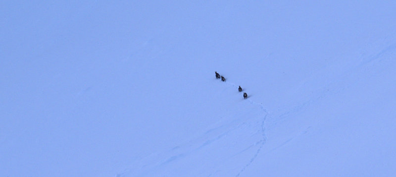 Au pays des chamois : sous le Grand Charnier