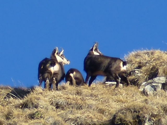 #3 almet : chamois sur la crête déneigée almet : chamois sur la crête déneigée