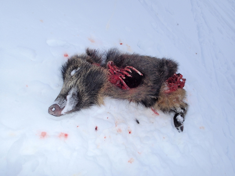 #6 Marcassin : Mais que font les chasseurs ? ;o))) Marcassin : Mais que font les chasseurs ? ;o)))