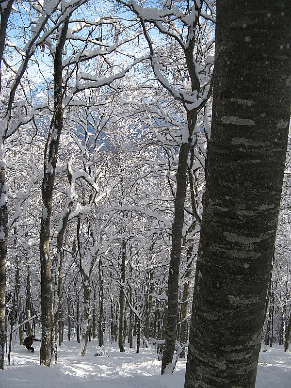 #18 Flo dans la Foret : Poudre lourde: ça devient difficile! Flo dans la Foret : Poudre lourde: ça devient difficile!