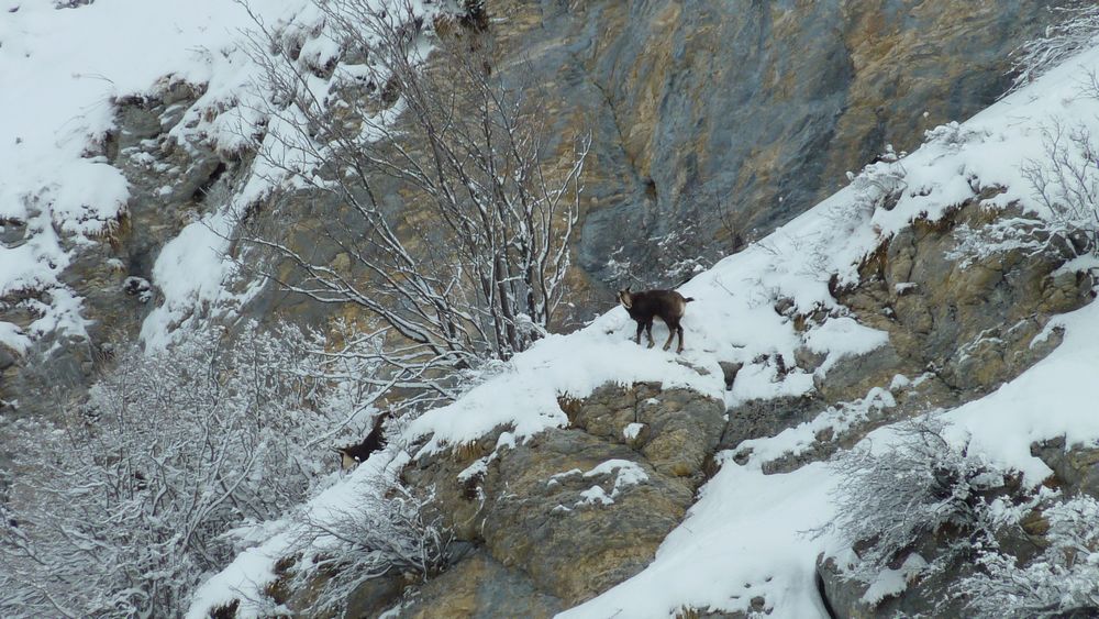 #1 Viande sur pattes : ils se regalent dans ces barres Viande sur pattes : ils se regalent dans ces barres