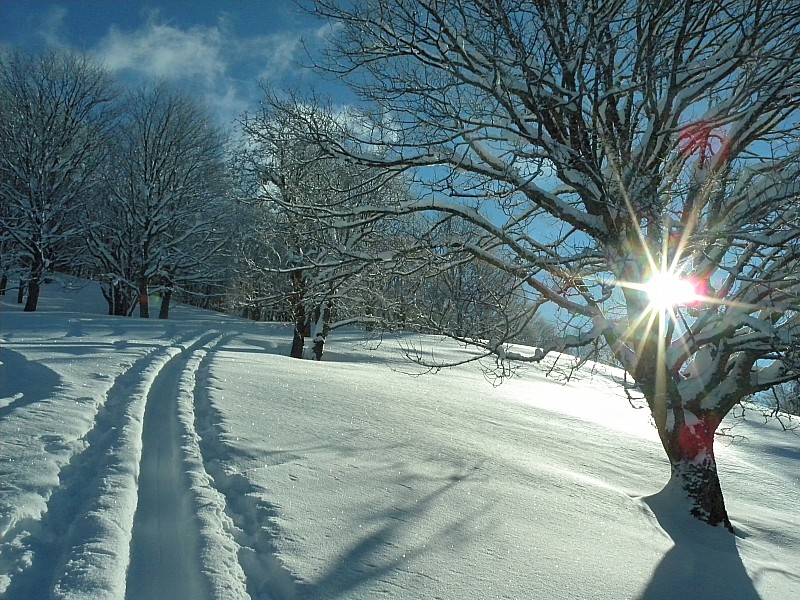 #1 Sortie de la forêt : Bien belle neige ! Sortie de la forêt : Bien belle neige !