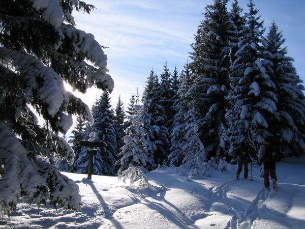 #1 Dans la forêt : C Dans la forêt : C'est encore l'hiver ici