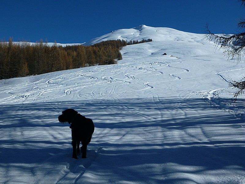 Gardiole de l'Alpe : Les vieilles traces à peine recouvertes par les dernières chutes de neige...L'Est du Queyras a vraiment été peu servi par le dernier épisode neigeux !!!