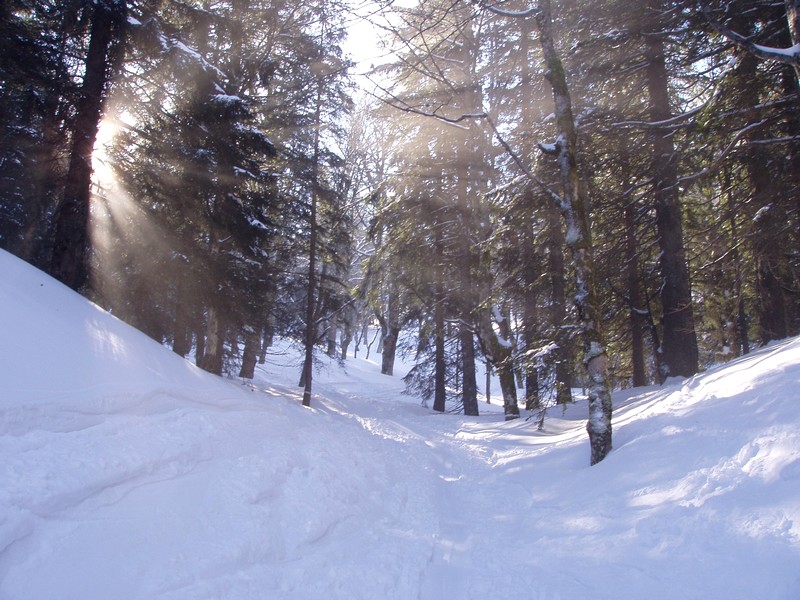 #1 En forêt : Excellent enneigement En forêt : Excellent enneigement