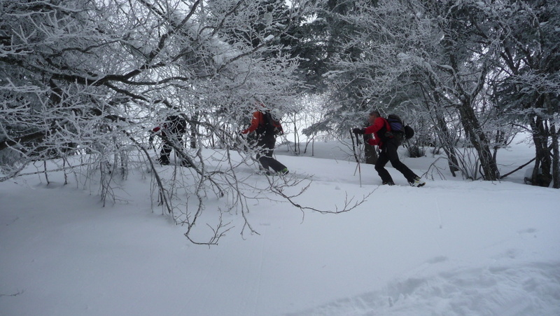 #1 Dans la forêt : Gros brassage dès que c Dans la forêt : Gros brassage dès que c'est aéré