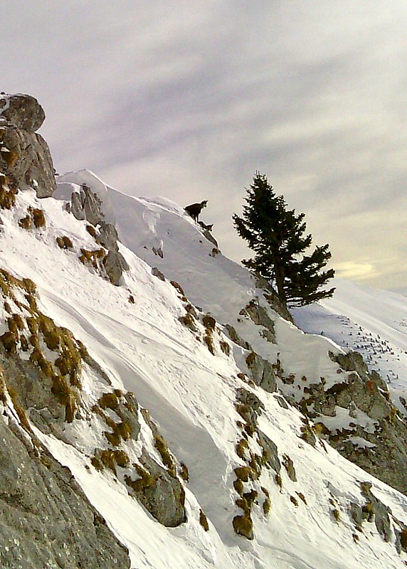 #35 Gardiens de couloir : Sur les contre pentes du couloir SO du Pécloz Gardiens de couloir : Sur les contre pentes du couloir SO du Pécloz