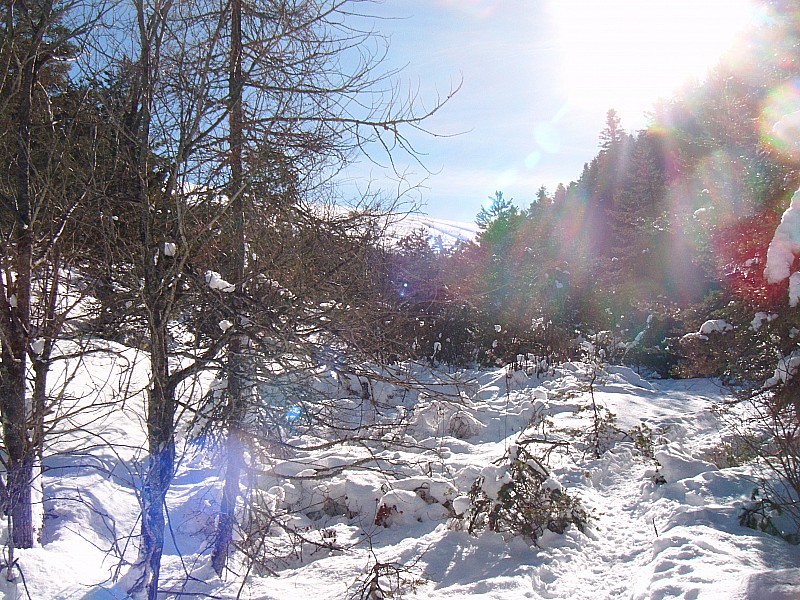 départ bucolique : en forêt la neige est restée froide