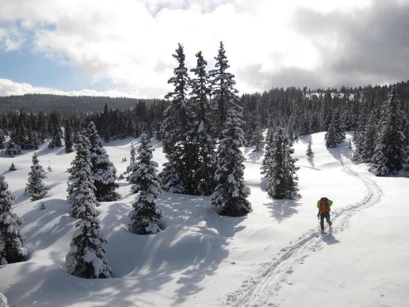 #20 Forêt : Trace forestière Forêt : Trace forestière