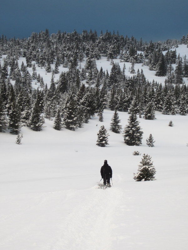 #22 Bois pour le feu : Tractage d Bois pour le feu : Tractage d'une grosse branche pour le poêle...