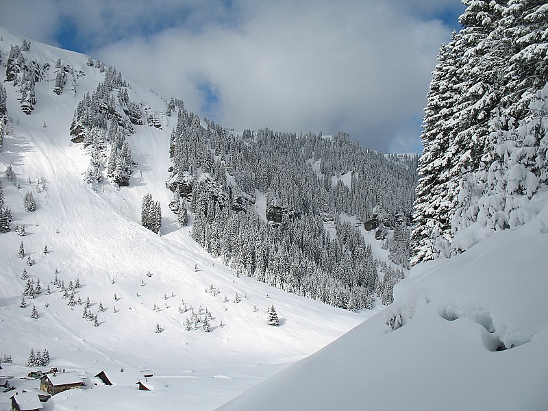 #12 combe des Foges : Purges sur les versant orientés SE comme d combe des Foges : Purges sur les versant orientés SE comme d'habitude dans ce secteur. Aperçu quelques chamois