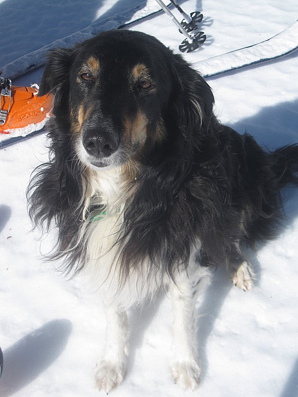 #3 Cime de Belletz : Une nouvelle recrue rencontrée à la montée : Lassie (c Cime de Belletz : Une nouvelle recrue rencontrée à la montée : Lassie (c'est son vrai nom)