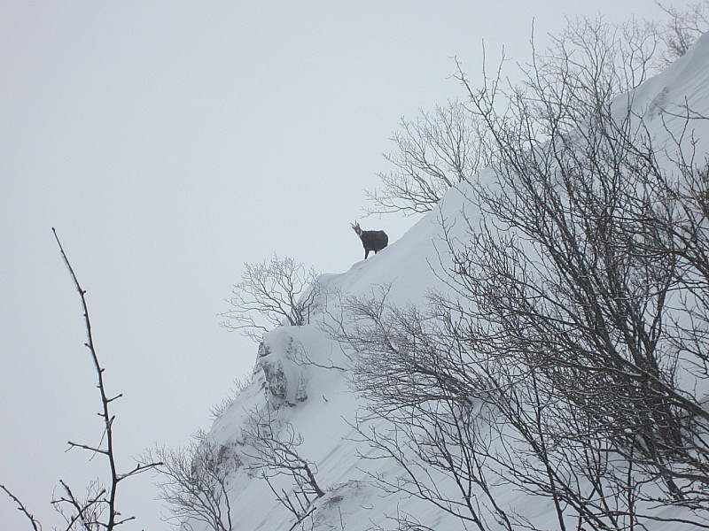 #4 chamois : sous le vent surveillant chamois : sous le vent surveillant