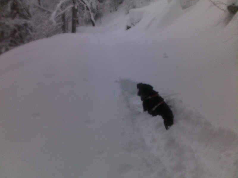 #1 Bandit : Bandit, mon gentil chien! Bandit : Bandit, mon gentil chien!