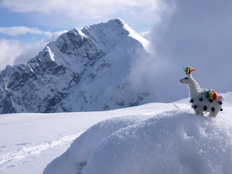 #13 comptemplation : Alpaga à Chamois-land... on se fait plein de copains dans la montagne :) comptemplation : Alpaga à Chamois-land... on se fait plein de copains dans la montagne :)