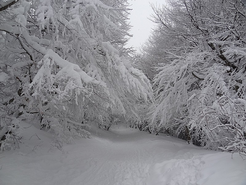 #2 sur le chemin : arbres bien chargés sur le chemin : arbres bien chargés