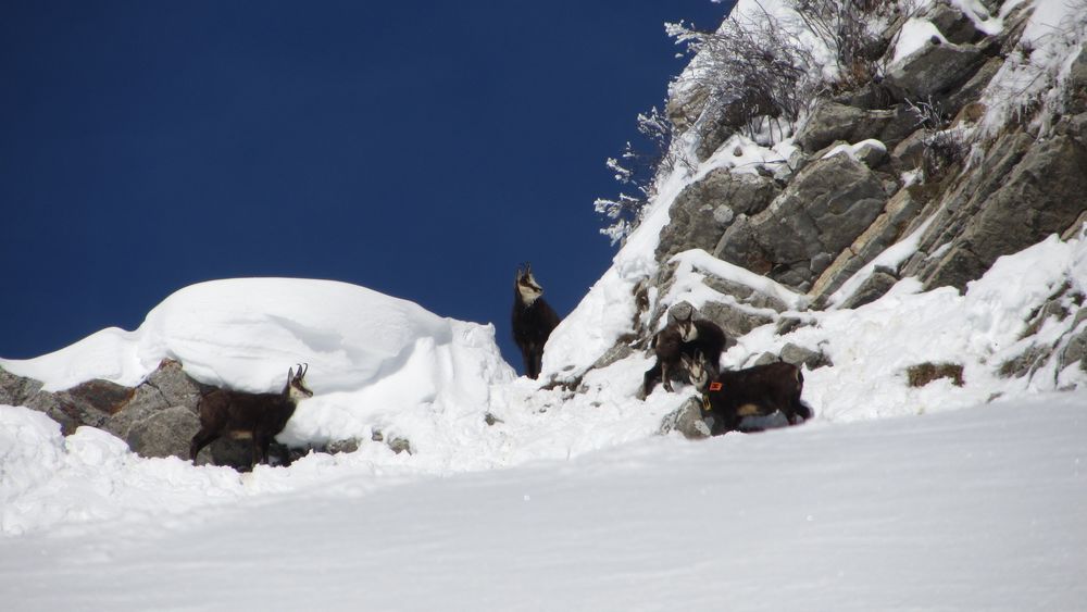 #11 Chamois land : on n Chamois land : on n'est pas tout seul !
