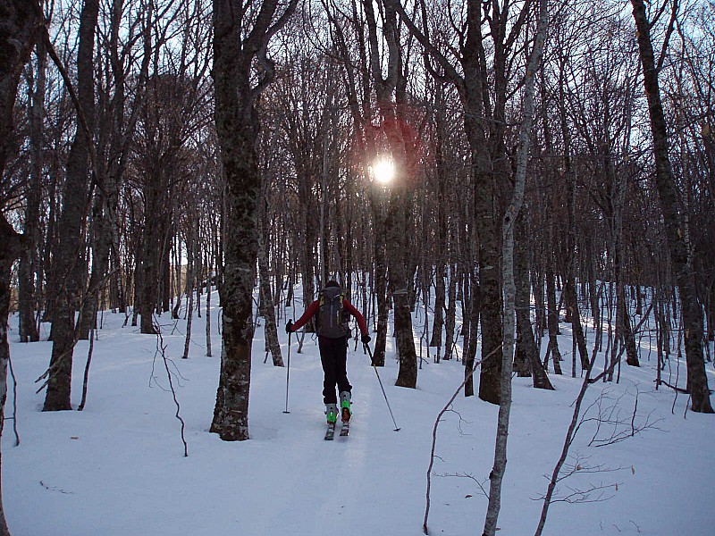 #2 Dans les bois Dans les bois