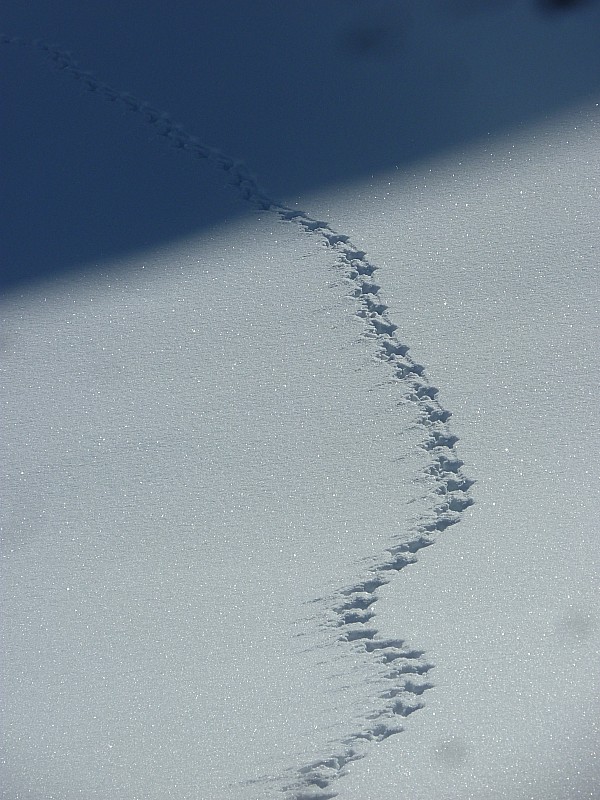 #23 Approche du glacier : D Approche du glacier : D'autres traces que les notres