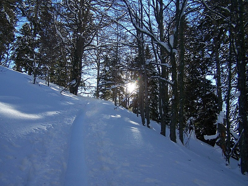 #2 Mont Colombier : Dans la forêt Saint Bruno Mont Colombier : Dans la forêt Saint Bruno