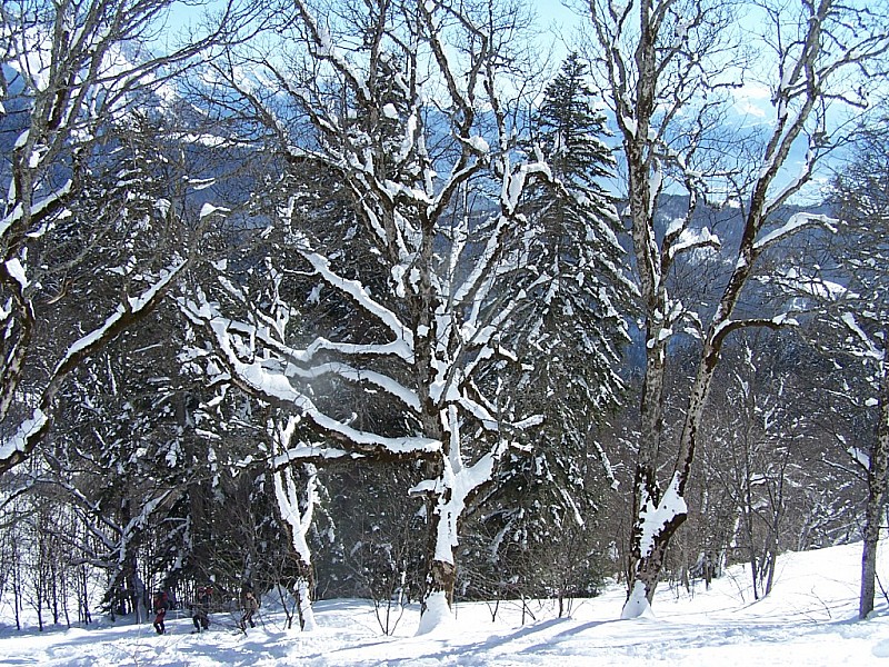 #12 Mont Colombier : La foret encore bien platrée. Mont Colombier : La foret encore bien platrée.