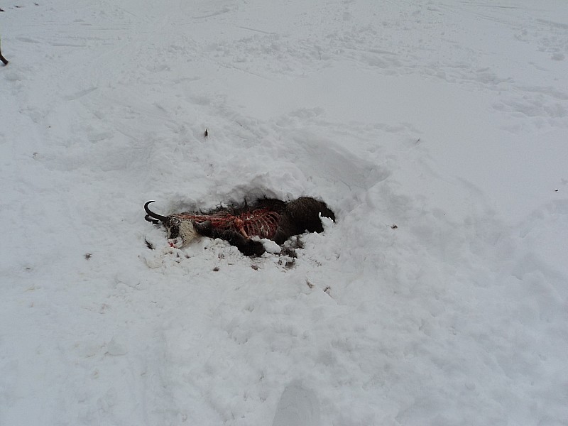 #2 c c'est triste ! : victime d'une avalanche ça fait le bonheur des carnassiers