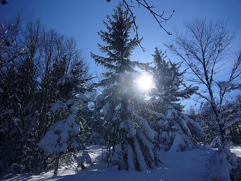 #1 Foret : De la neige, il y en a ! Foret : De la neige, il y en a !