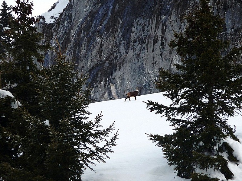 #2 Chamois : premier pote... on discutera plus tard, là je monte encore un peu ! Chamois : premier pote... on discutera plus tard, là je monte encore un peu !