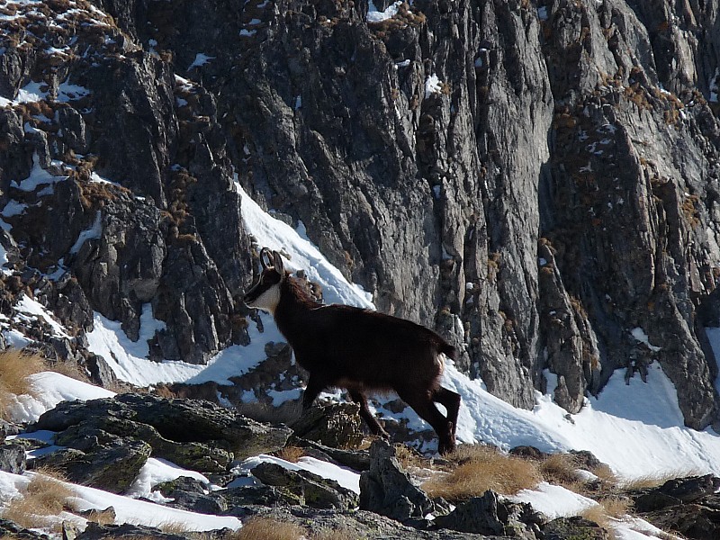 #3 Il est pas beau : ce chamois? Il est pas beau : ce chamois?