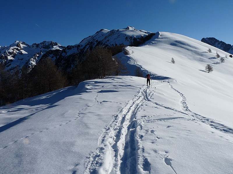 #1 La belle et longue : crête. La belle et longue : crête.