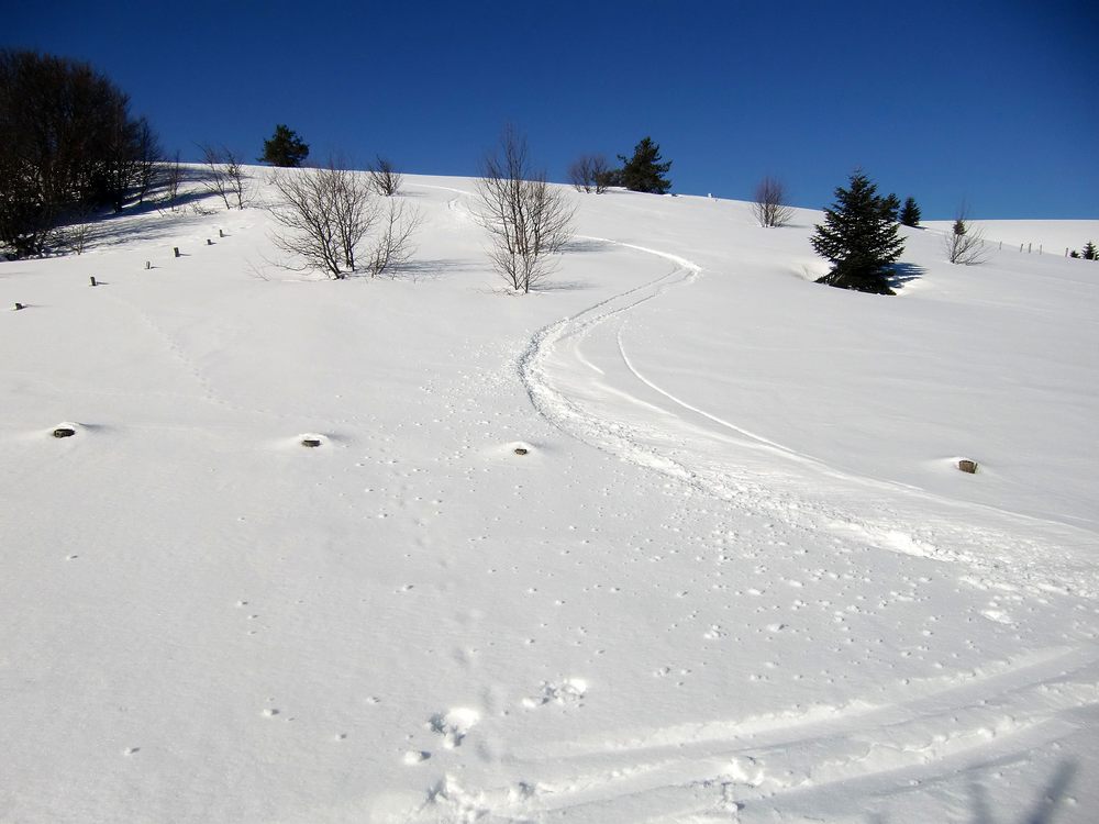 #14 Lisière de forêt : derniers virages avant la forêt. Lisière de forêt : derniers virages avant la forêt.
