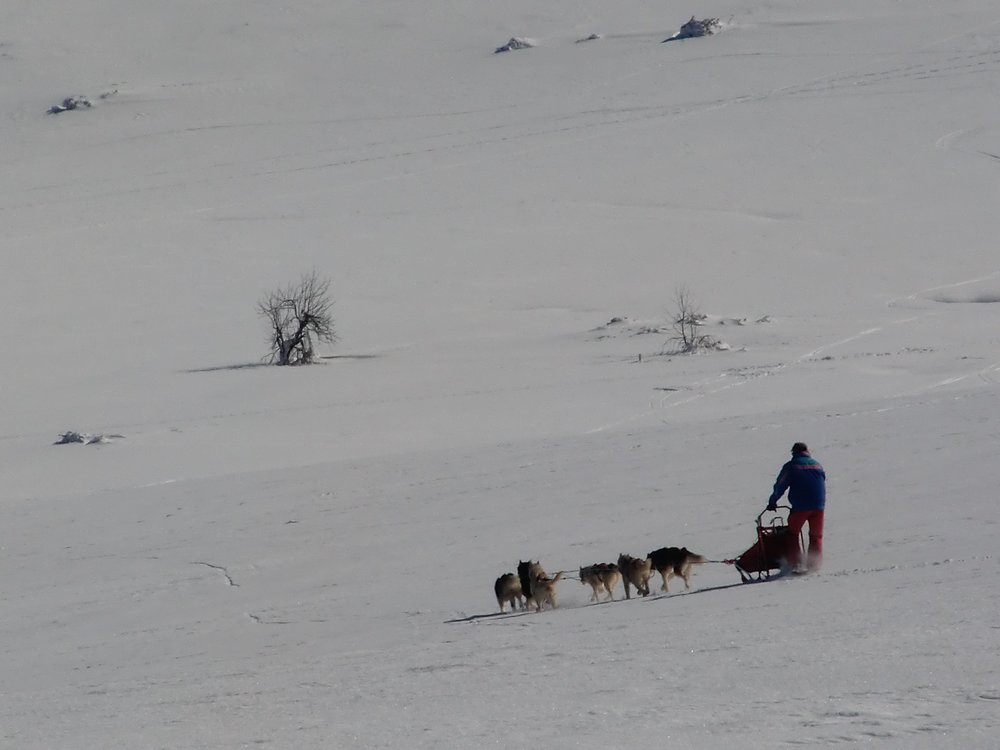 #7 chiens de traineau : rencontre improbable. chiens de traineau : rencontre improbable.