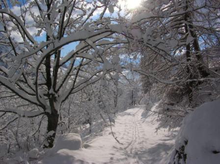 #1 montée dans la forét : traces dans la forêtau dessus des Gourniers montée dans la forét : traces dans la forêtau dessus des Gourniers