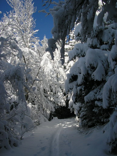 #1 sous les bois : toujours aussi sympa ces épicéas chargés de neige sous les bois : toujours aussi sympa ces épicéas chargés de neige