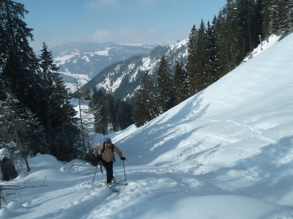 #1 Montée sur fond de Simmental Montée sur fond de Simmental