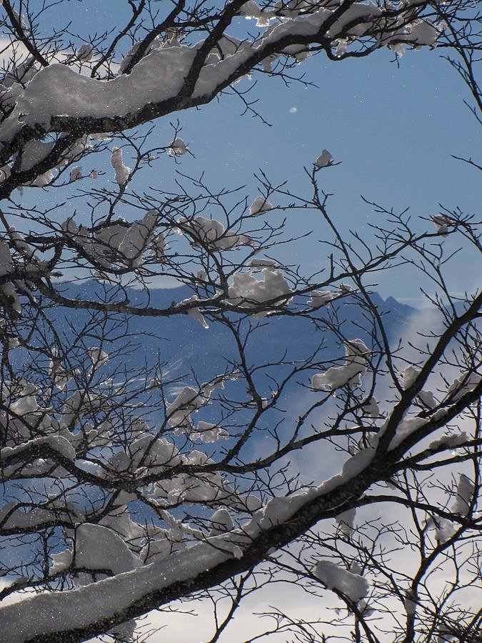 #1 De la neige sur les arbres De la neige sur les arbres
