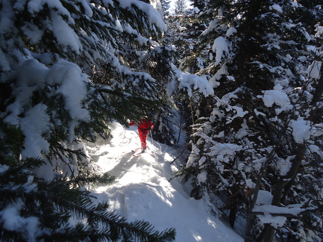 #1 Petit Arc : La forêt, pas toujours commode. Petit Arc : La forêt, pas toujours commode.
