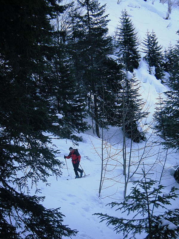 dans la forêt : montée tranquille dans la forêt (pourquoi se fatiguer de suite ?)