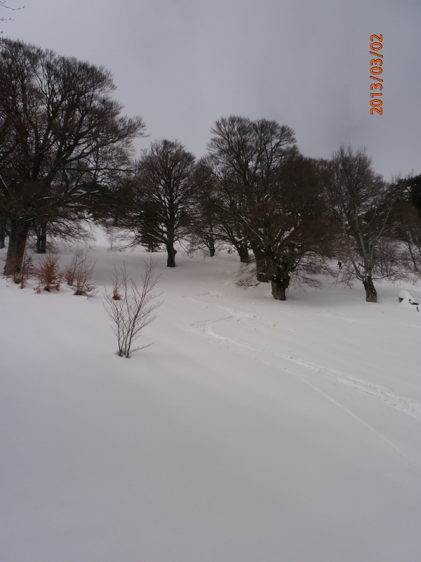 #16 Pinzi Corbini : descente dans une hêtraie Pinzi Corbini : descente dans une hêtraie