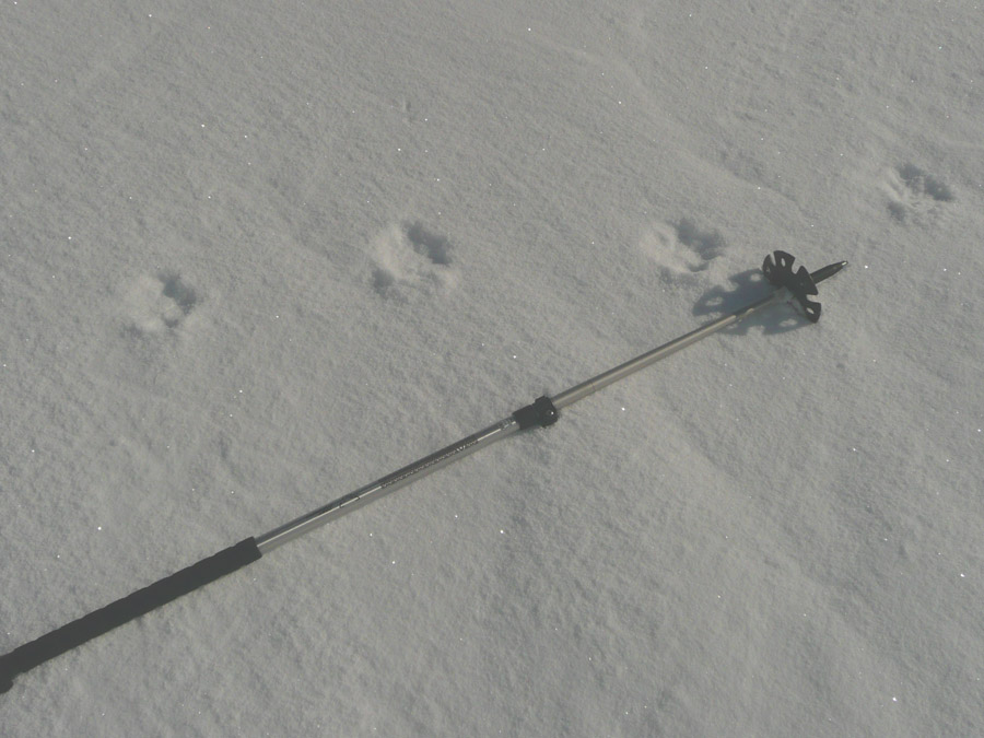 #2 Loup : Dans les pas du loup Loup : Dans les pas du loup