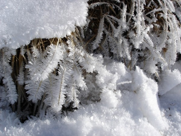 #3 givre matinal... : C givre matinal... : C'est beau la nature des fois...