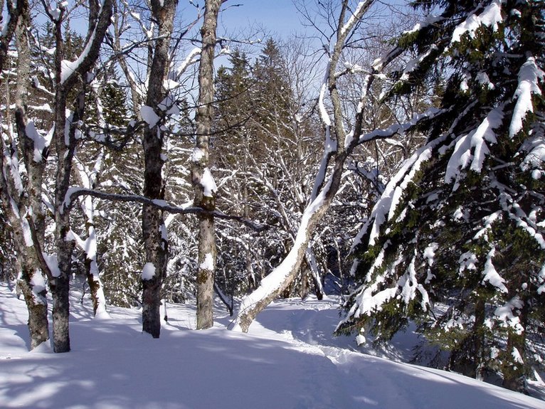 Forêt : Paysage hivernal...