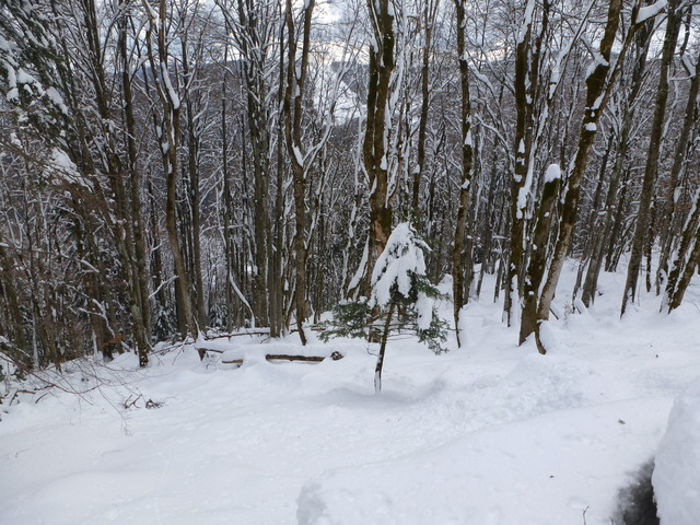 #3 bucheronnage : Passage dans le plus pur style vosgien : si ! si ! il y a la place entre les arbres bucheronnage : Passage dans le plus pur style vosgien : si ! si ! il y a la place entre les arbres