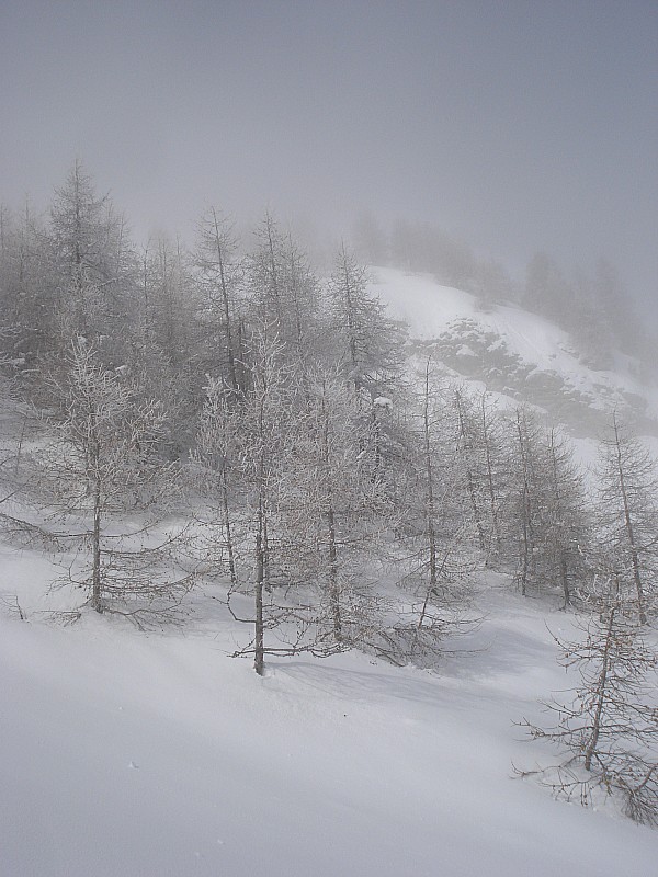 #11 mélèzes givrés! : combe de montée à l mélèzes givrés! : combe de montée à l'aiguille