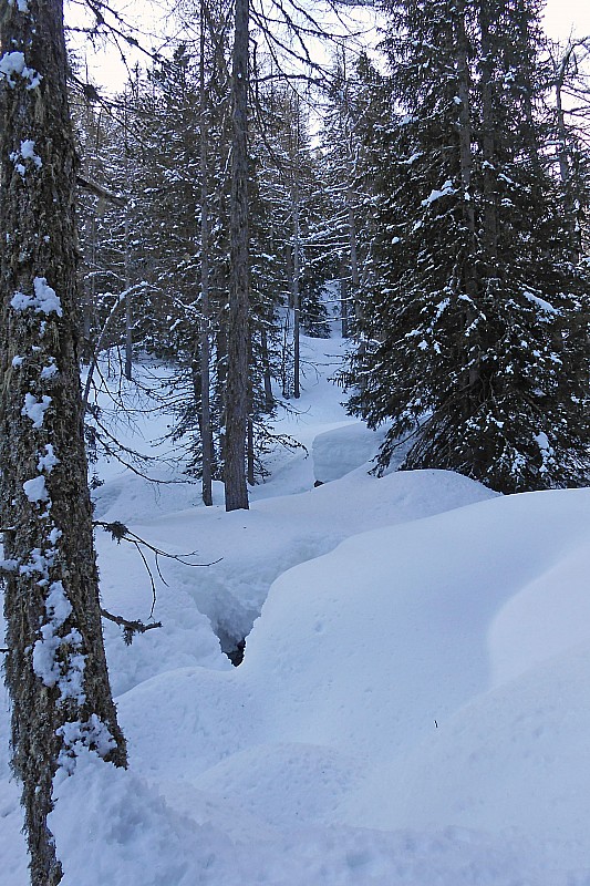 #1 forêt : plein de piège! forêt : plein de piège!