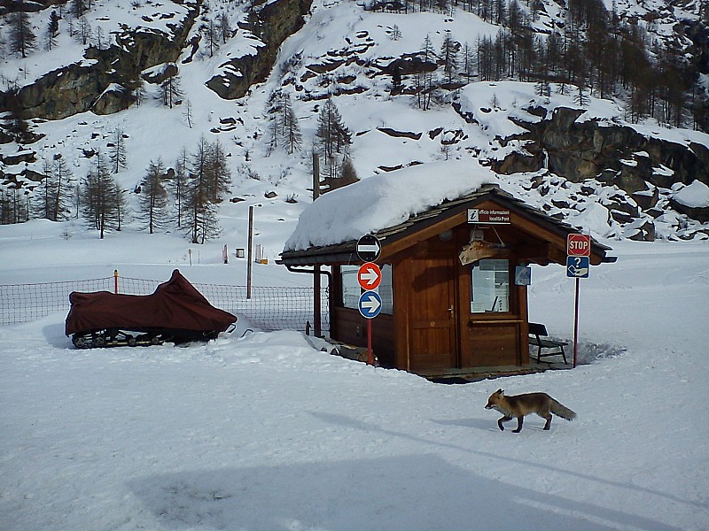 Renard maraudeur : A la recherche de restes perdus...