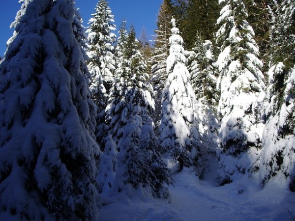 #2 Cayre Archas : Foret Canadienne à 2 pas de la Méditerranée Cayre Archas : Foret Canadienne à 2 pas de la Méditerranée