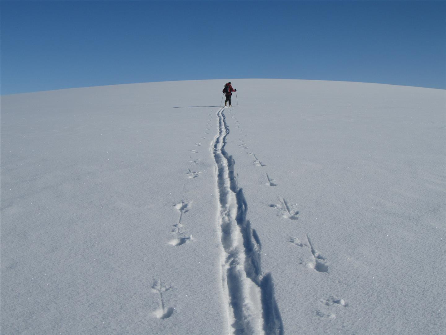 #8 sur la calotte glaciaire : sommet du Saetertverfjellet à 1700 m sur la calotte glaciaire : sommet du Saetertverfjellet à 1700 m