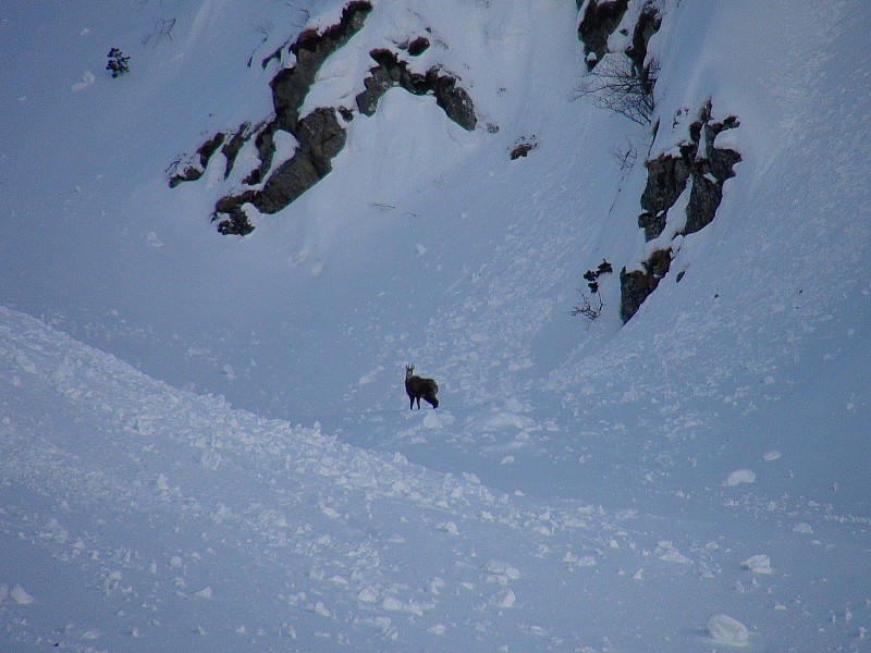 #18 En montant la Balme de Guilié : Le survivant a l En montant la Balme de Guilié : Le survivant a l'air bien triste