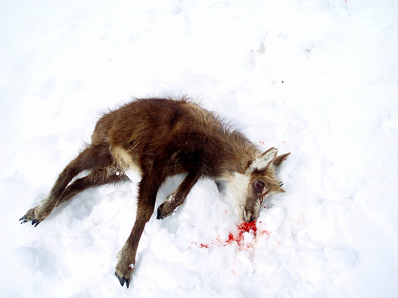 #5 Accident : Un jeune chamois embarqué sous nos yeux n Accident : Un jeune chamois embarqué sous nos yeux n'a pas survécu à la chute :(